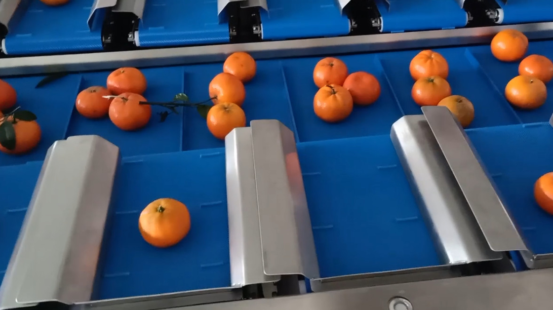 40BPM 10 επικεφαλής επικεφαλής Weigher Multihead φρούτων 14 Tangerine πορτοκαλί ζύγισμα μεταφορέων ζωνών