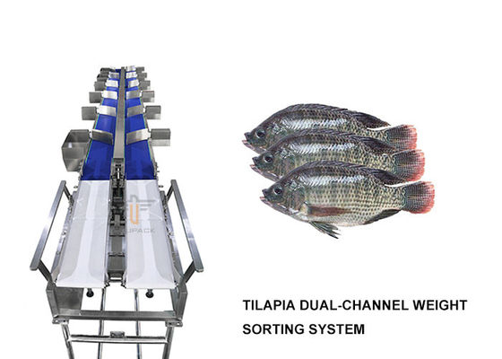 Δύο καναλιών Tilapia ταξινομώντας μηχανή 6 βάρους επίπεδο